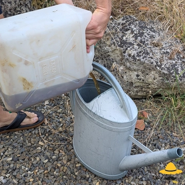 Utiliser l'urine au potager : bienfaits et précautions