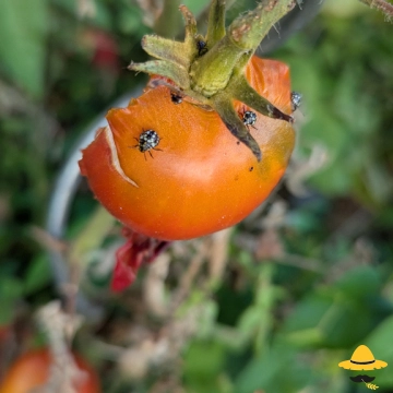 Pourquoi mes tomates sont piquées, trouées ou abîmées ?