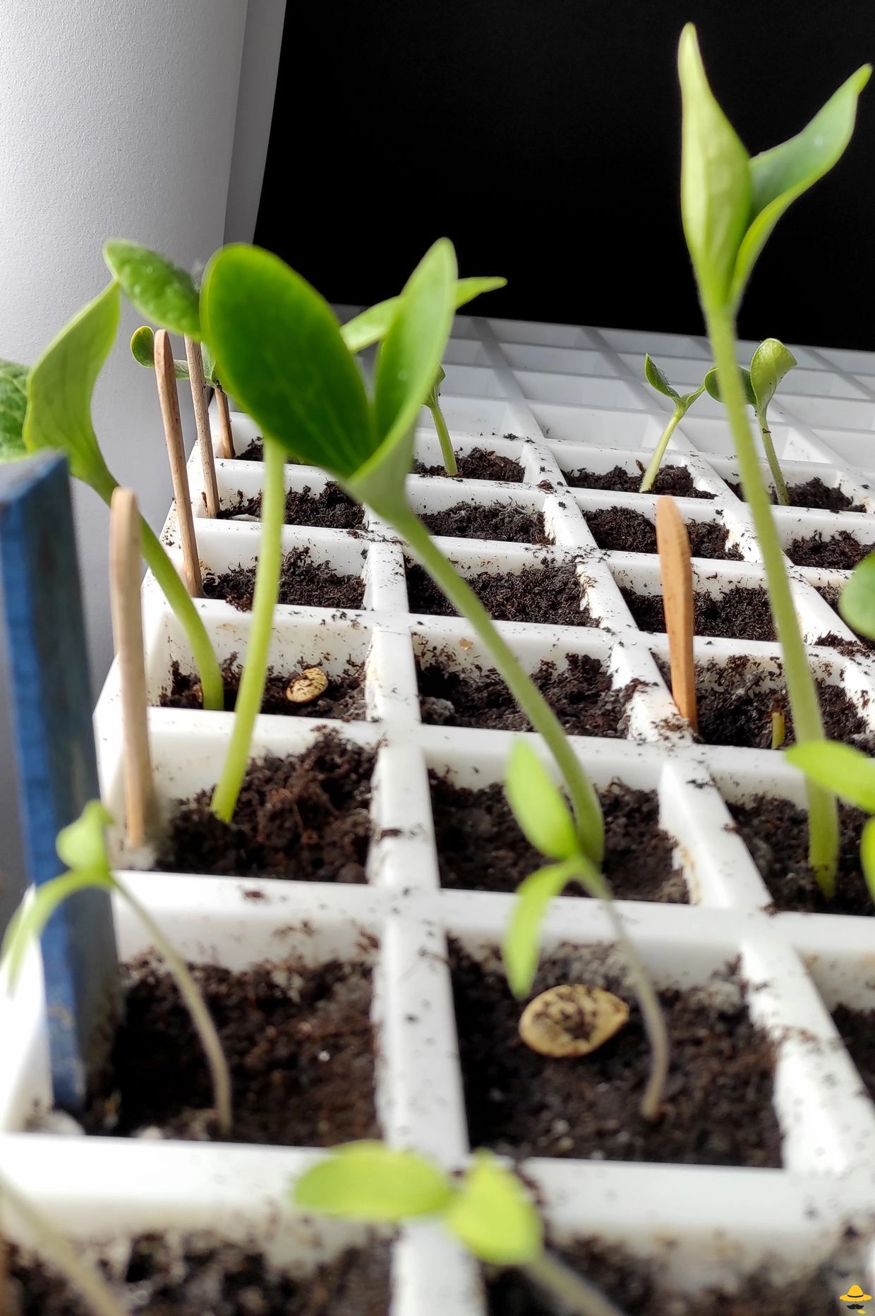 Que semer en Février au potager ?