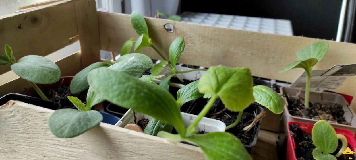 Que semer en Février au potager ?