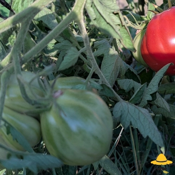 Tomate Liguria : culture, atouts et conseils au potager