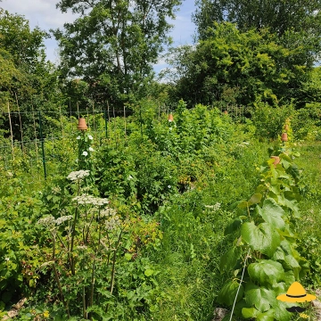 Créer des zones refuge et biodiversité au jardin sans tout chambouler